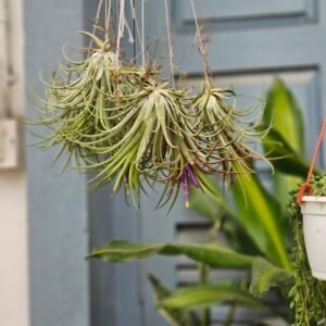 Air plant