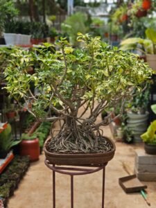 Mini Banyan Bonsai Plant