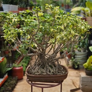 Mini Banyan Bonsai Plant