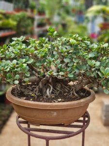Ficus Bonsai Plant