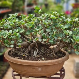 Ficus Bonsai Plant