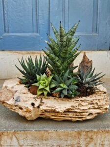 Succulent Driftwood Planter