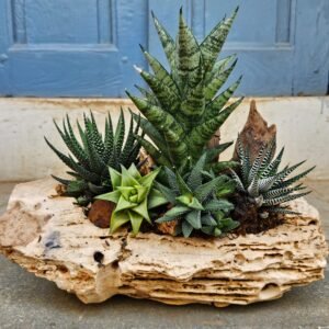 Succulent Driftwood Planter