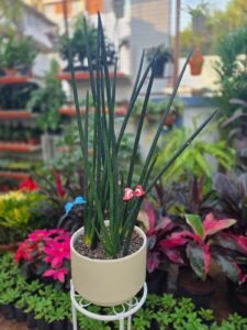 Cylinder Snake Plant