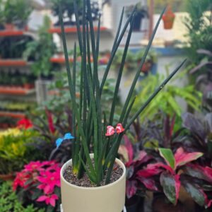 Cylinder Snake Plant