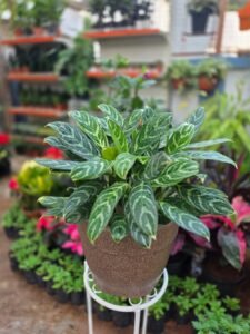 Aglaonema Silver Plant