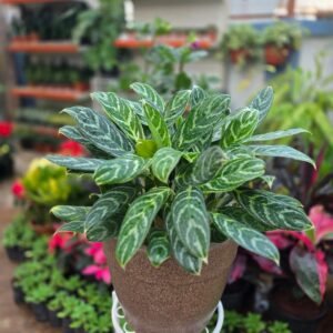 Aglaonema Silver Plant