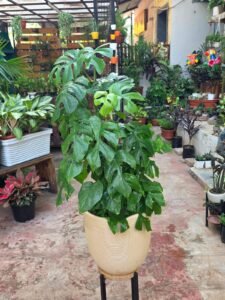 Monstera Deliciosa Plant