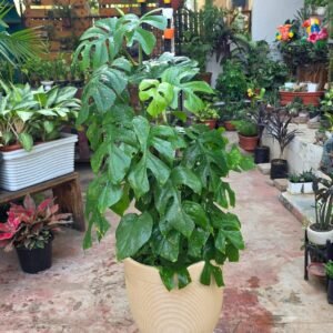 Monstera Deliciosa Plant