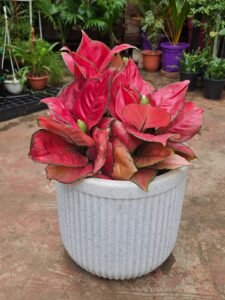 Red Aglaonema Plant