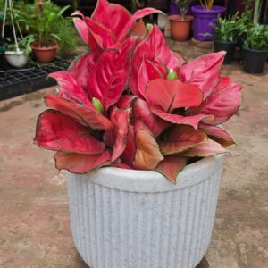 Red Aglaonema Plant
